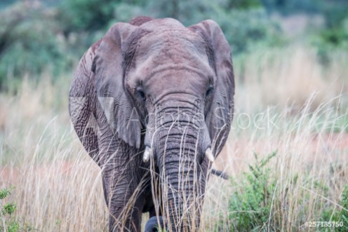 Picture of Elephant standing in the high grass